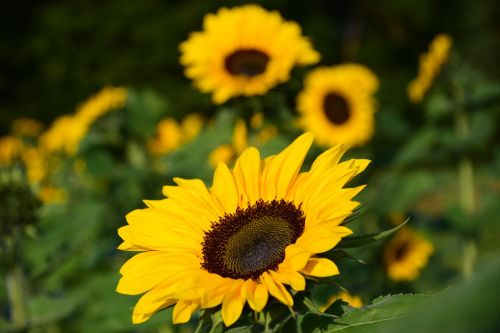 sun flower sunflower field yellow