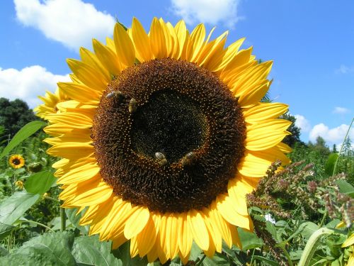 sun flower nature yellow