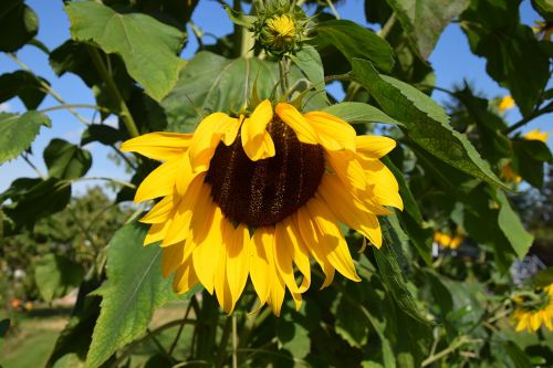 sun flower plant yellow