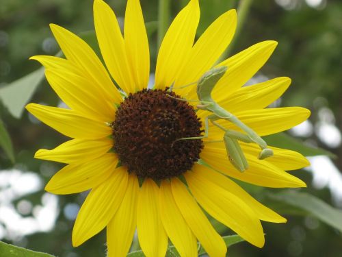 sun flower praying mantis summer