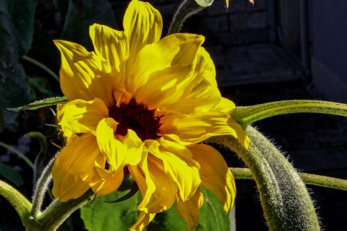 sun flower plant sun