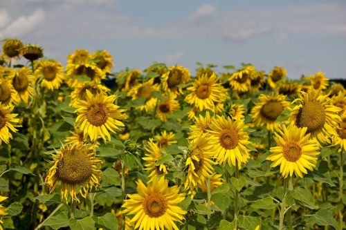 sun flower summer field