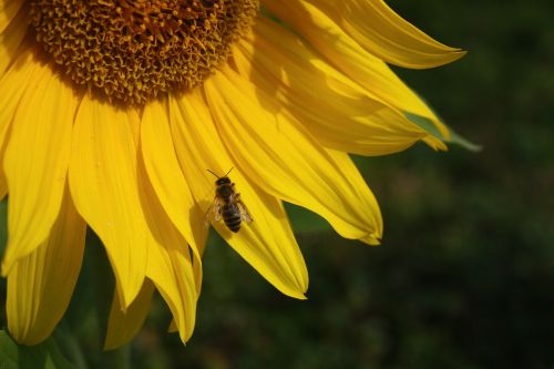 sun flower blossom bloom