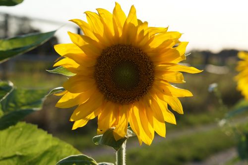 sun flower sun yellow