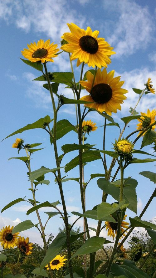 sun flower yellow summer