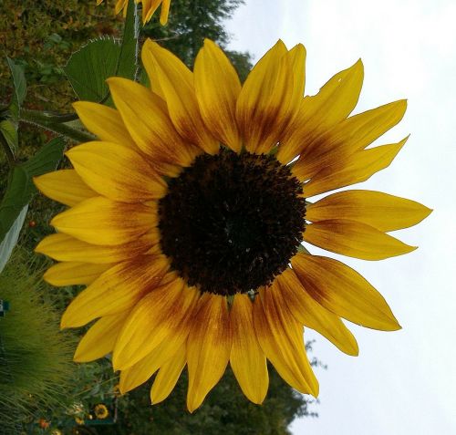 sun flower summer yellow