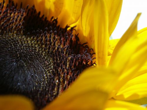 sun flower yellow macro