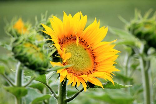 sun flower blossom bloom