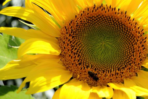 sun flower yellow bee