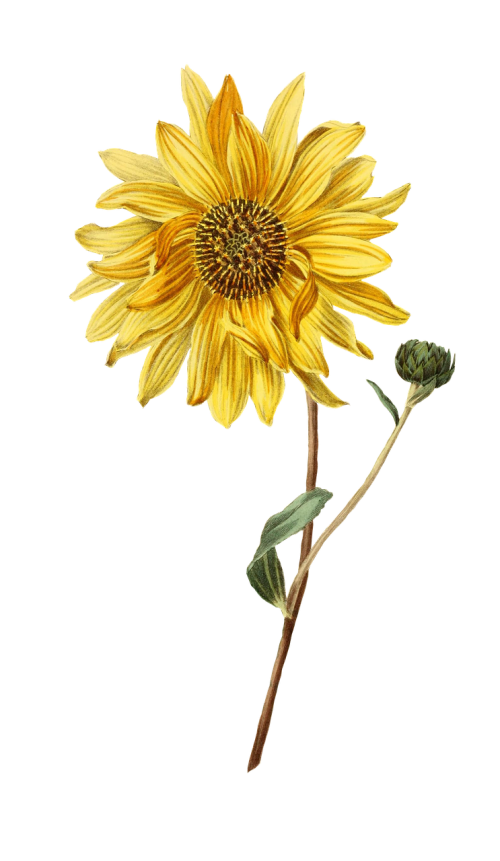 sun flower flower plant