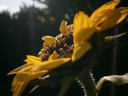 sun flower flower blossom