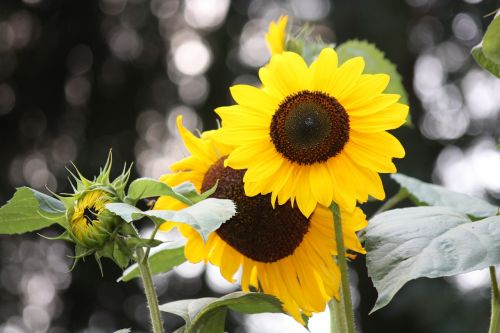 sun flower yellow close