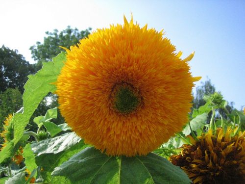sun flower flower nature