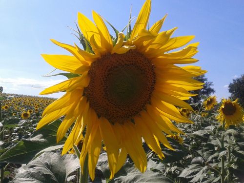 sun flower field sky