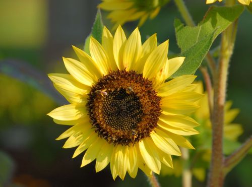 sun flower floral nature