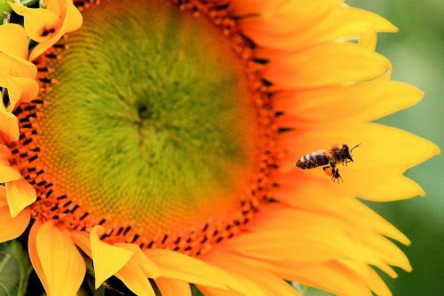 sun flower blossom bloom