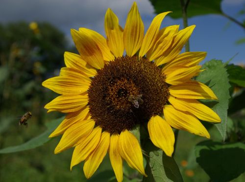 sun flower summer yellow