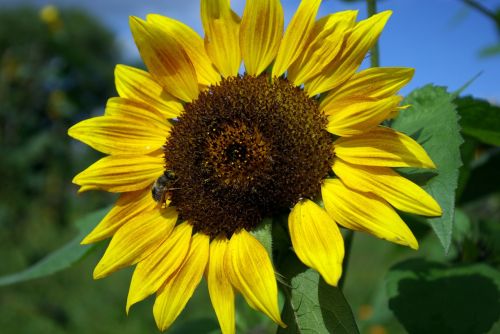 sun flower summer yellow