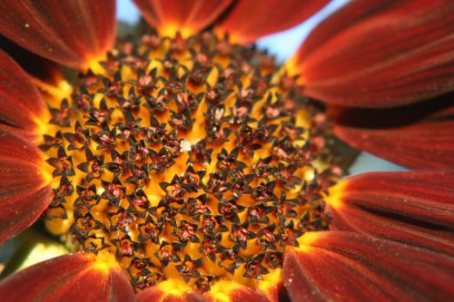 sun flower macro autumn