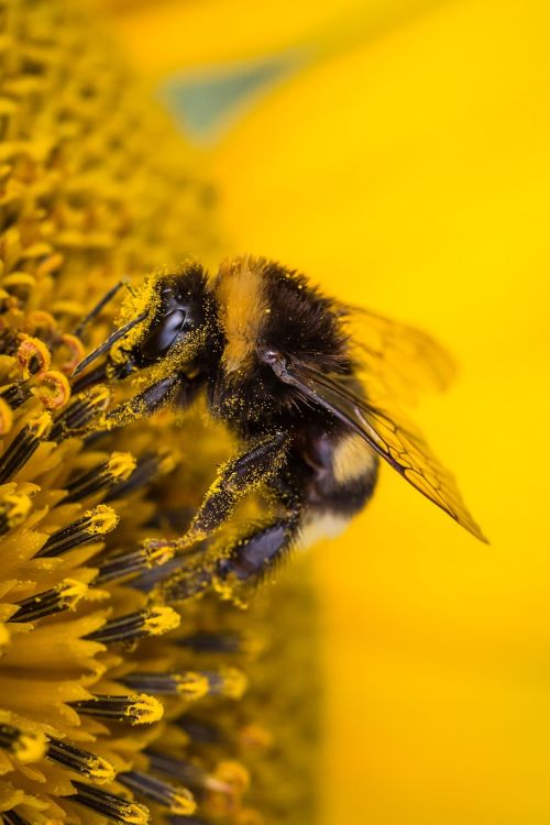 sun flower hummel insect