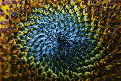 sun flower macro blossom