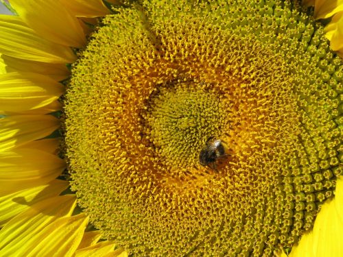 sun flower flower yellow