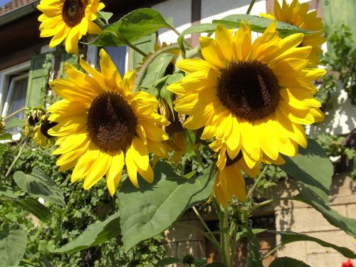 sun flower yellow sunflower