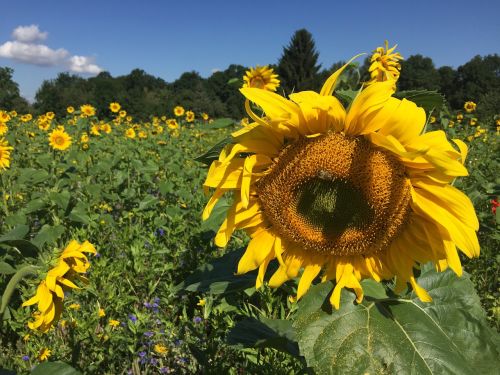 sun flower flower meadow summer