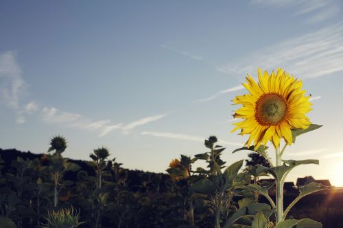 sun flower sunflower field summer