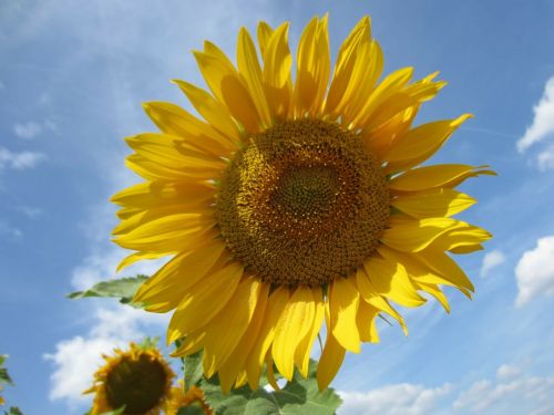 sun flower close sky