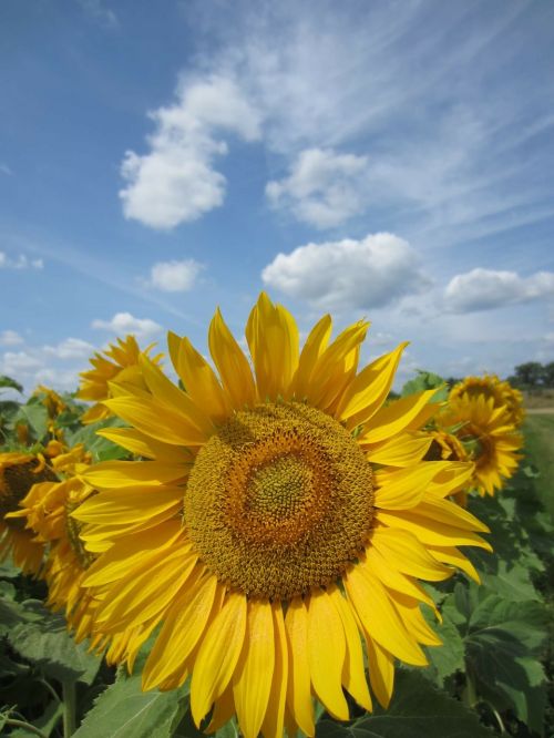 sun flower close sky