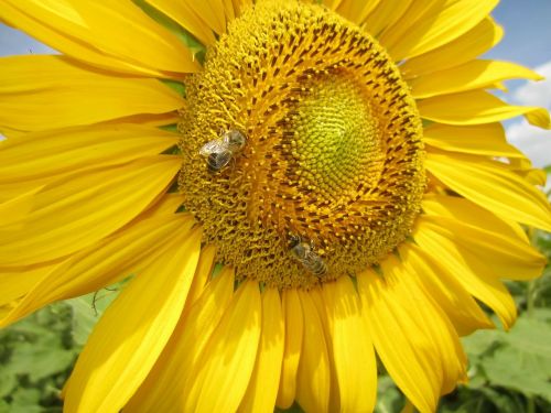 sun flower close bee