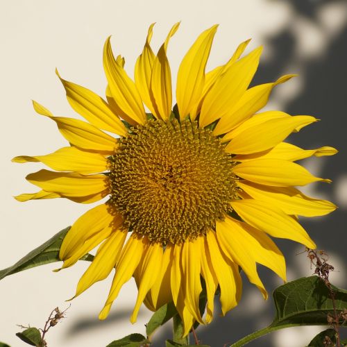 sun flower yellow late summer