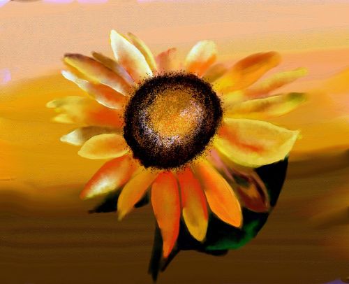 sun flower flower blossom