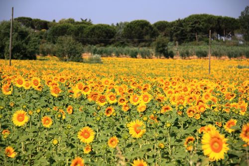 sun flower field summer