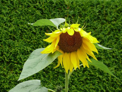 sun flower blossom bloom