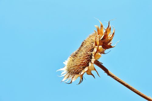 sun flower plant natural