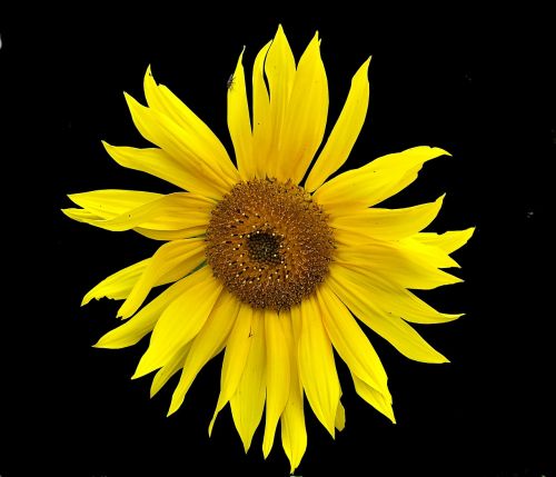 sun flower garden yellow