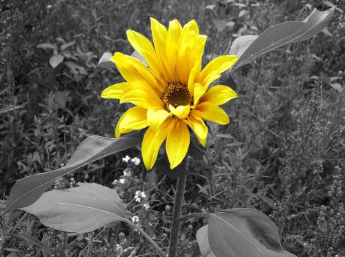 sun flower black and white yellow flower