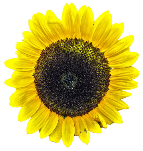 sun flower isolated yellow flower