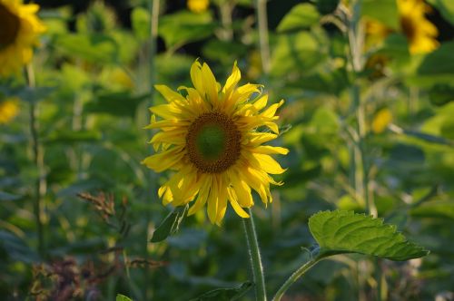 sun flower summer flowers