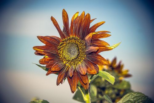 sun flower blossom bloom