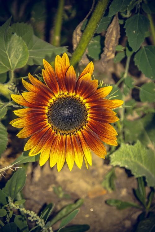 sun flower blossom bloom