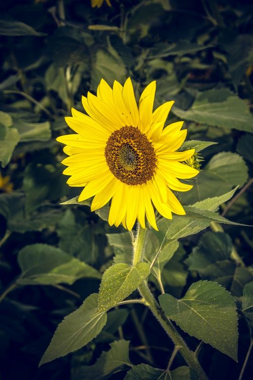 sun flower blossom bloom