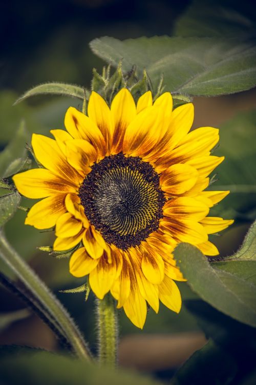 sun flower blossom bloom