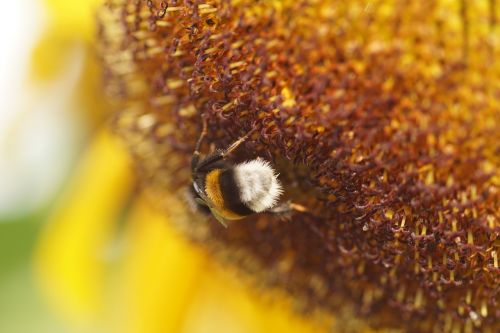 sun flower bee yellow