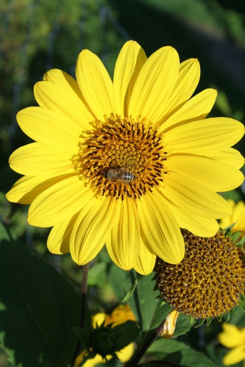 sun flower yellow garden flower garden