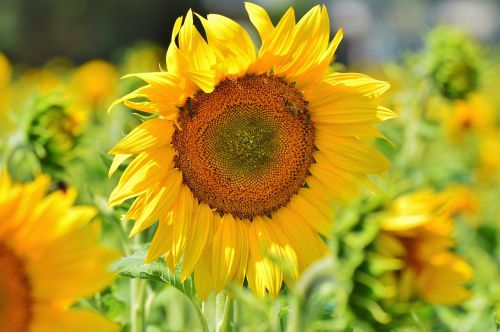 sun flower flower yellow flower