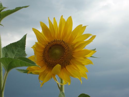 sun flower flower grey sky