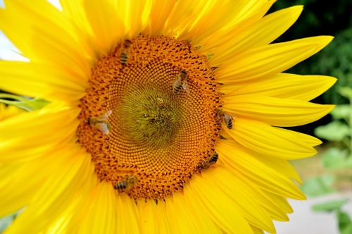 sun flower flower bees